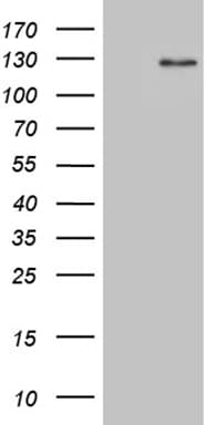 Dact1 Antibody (OTI13H4)