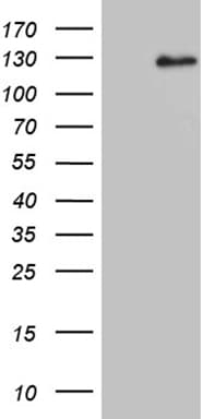 Dact1 Antibody (OTI10F12) Western Blot;Dact1 Antibody (OTI10F12)[NBP3-44921]-