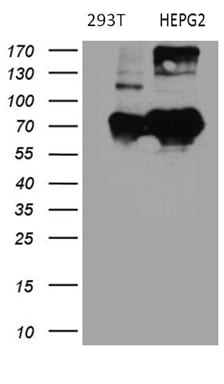 BNIPL Antibody (OTI2E8) Western Blot;BNIPL Antibody (OTI2E8)[NBP3-44926]-