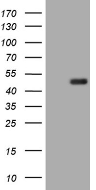 BLZF1 Antibody (OTI3E2) Western Blot;BLZF1 Antibody (OTI3E2)[NBP3-44927]-