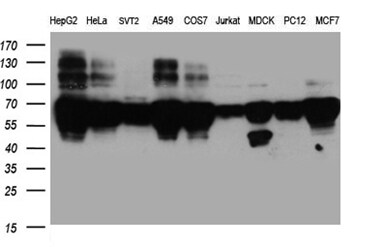 BNIPL Antibody (OTI9C1) Western Blot;BNIPL Antibody (OTI9C1)[NBP3-44928]-