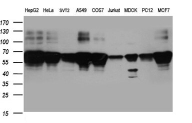 BNIPL Antibody (OTI8F6) Western Blot;BNIPL Antibody (OTI8F6)[NBP3-44929]-