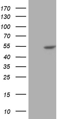 BLZF1 Antibody (OTI3G4) Western Blot;BLZF1 Antibody (OTI3G4)[NBP3-44937]-