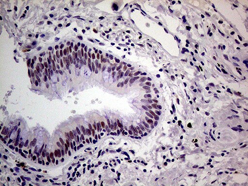 THOC3 Antibody (OTI4H6)