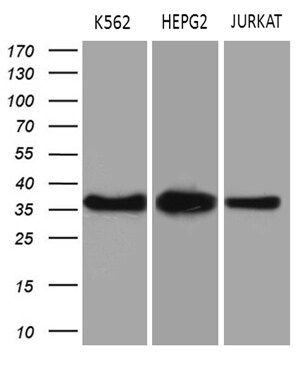 THOC3 Antibody (OTI4H6) Western Blot;THOC3 Antibody (OTI4H6)[NBP3-44944]-