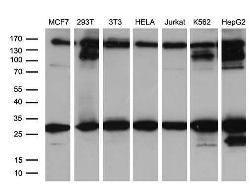 RAB23 Antibody (OTI2A8) Western Blot;RAB23 Antibody (OTI2A8)[NBP3-44946]-