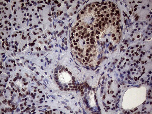 XRN2 Antibody (OTI5F4)
