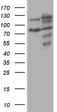 XRN2 Antibody (OTI5F4)