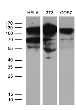 XRN2 Antibody (OTI5F4) Western Blot;XRN2 Antibody (OTI5F4)[NBP3-44953]-