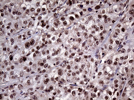 Lhx4 Antibody (OTI1C7)