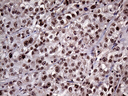 Lhx4 Antibody (OTI1C7) Immunohistochemistry;Lhx4 Antibody (OTI1C7)[NBP3-44979]-