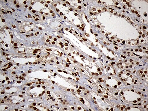 MEIS1 Antibody (OTI3G8)