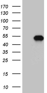 MEIS1 Antibody (OTI3G8)