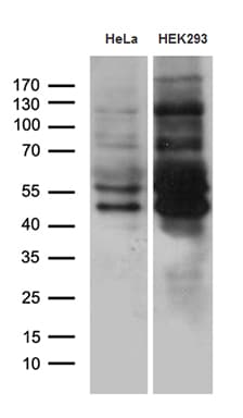 MEIS1 Antibody (OTI3G8) Western Blot;MEIS1 Antibody (OTI3G8)[NBP3-44990]-
