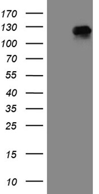 RRBP1 Antibody (OTI3F1) Western Blot;RRBP1 Antibody (OTI3F1)[NBP3-44996]-