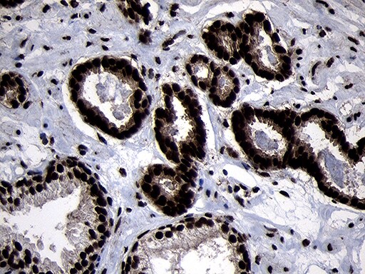 HOXC4 Antibody (OTI1F6) Immunohistochemistry;HOXC4 Antibody (OTI1F6)[NBP3-45006]-