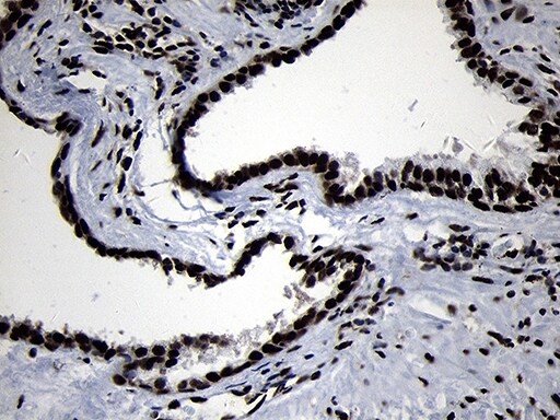 HOXC4 Antibody (OTI2D5)