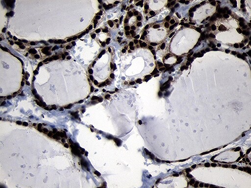 HOXC4 Antibody (OTI2D5) Immunohistochemistry;HOXC4 Antibody (OTI2D5)[NBP3-45009]-