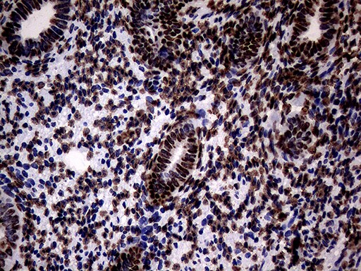 SH3BGRL Antibody (OTI8F7) Immunohistochemistry;SH3BGRL Antibody (OTI8F7)[NBP3-45012]-