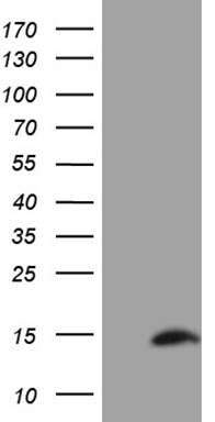 SH3BGRL Antibody (OTI8F7) Western Blot;SH3BGRL Antibody (OTI8F7)[NBP3-45012]-