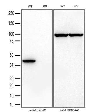 FBXO22 Antibody (OTI1H1)
