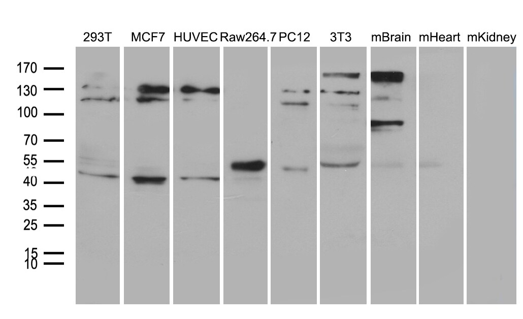 TIN2 Antibody (OTI2C12) Western Blot;TIN2 Antibody (OTI2C12)[NBP3-45024]-