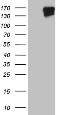 FYCO1 Antibody (OTI8G7)