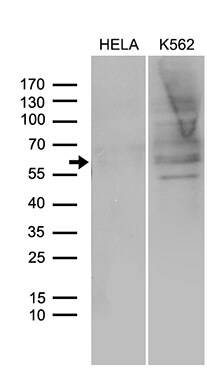 SPAG4 Antibody (OTI3E9) Western Blot;SPAG4 Antibody (OTI3E9)[NBP3-45032]-