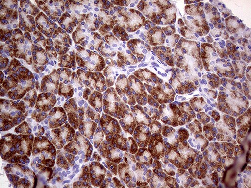 USP40 Antibody (OTI7D1) Immunohistochemistry;USP40 Antibody (OTI7D1)[NBP3-45034]-