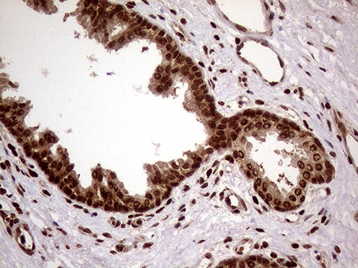 DDX19A Antibody (OTI3C12) Immunohistochemistry;DDX19A Antibody (OTI3C12)[NBP3-45044]-