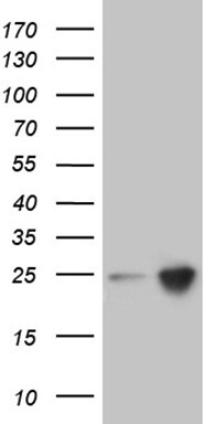 RhoH Antibody (OTI9F4)