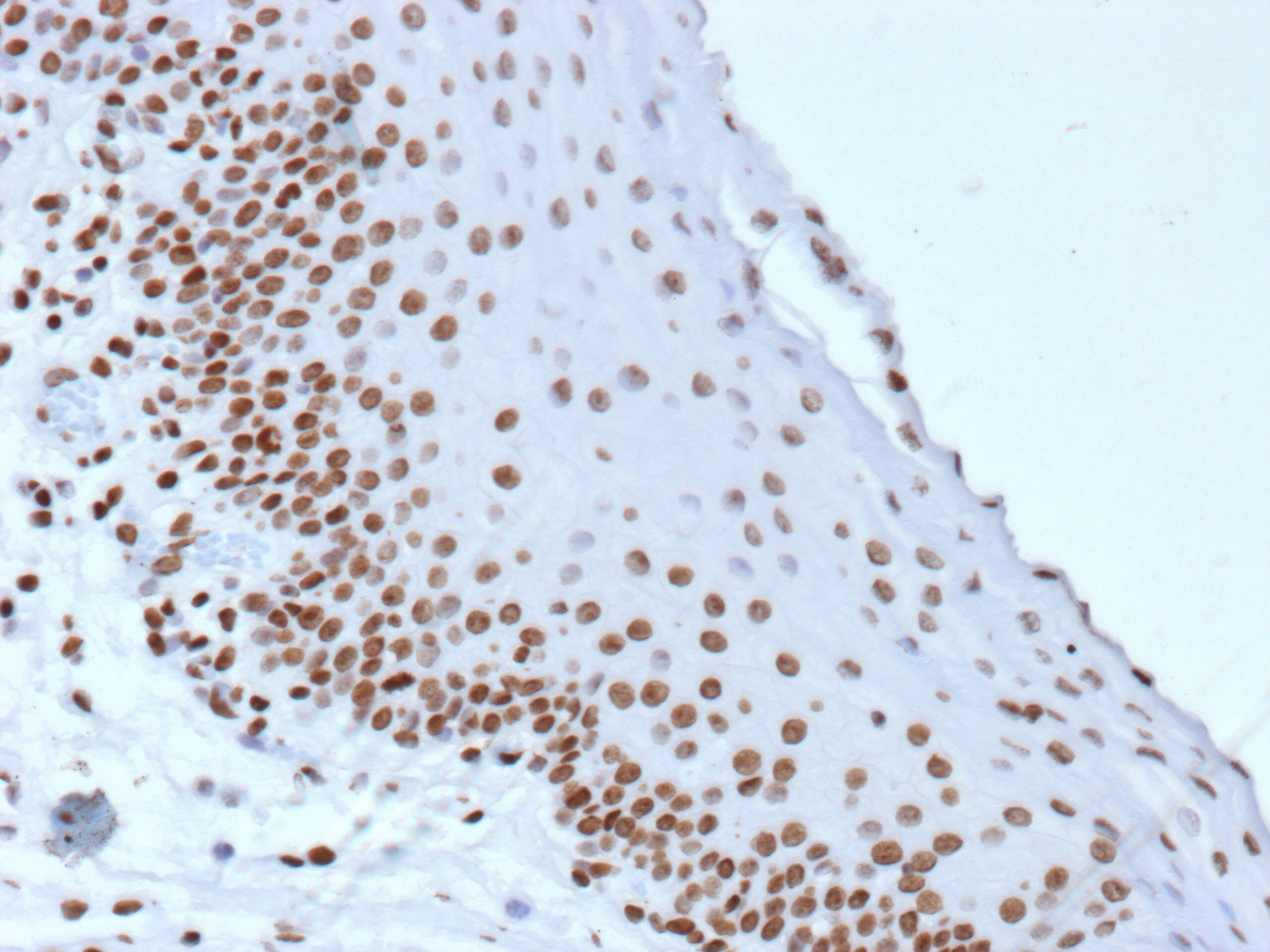 Histone H3.1 [p Ser10] Antibody (rHH3/9924) - Azide and BSA Free