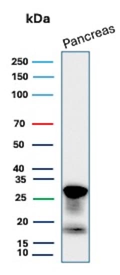 ELA3A Antibody (CELA3A/12552) - Azide and BSA Free