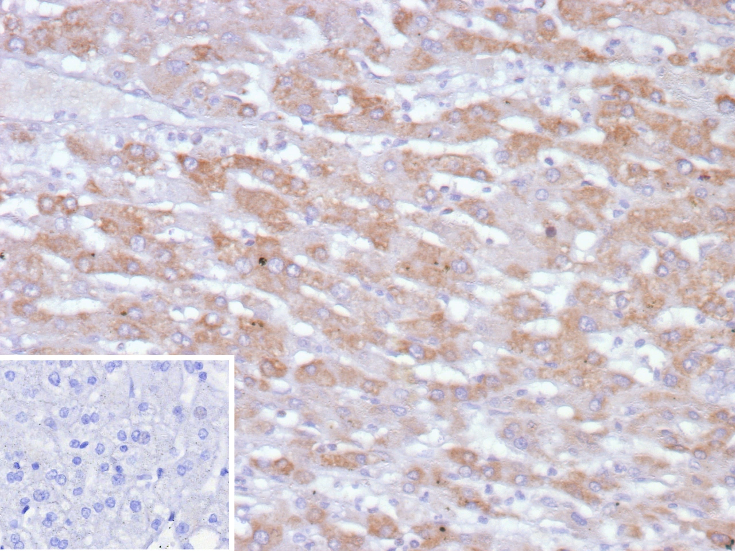PHPT1 Antibody (PHPT1/12053) - Azide and BSA Free