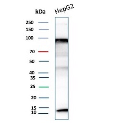 BAP1 Antibody (BAP1/13501R) - Azide and BSA Free