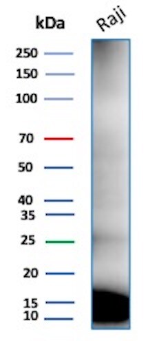 Ubiquitin B Antibody (rUBB/9476) - Azide and BSA Free