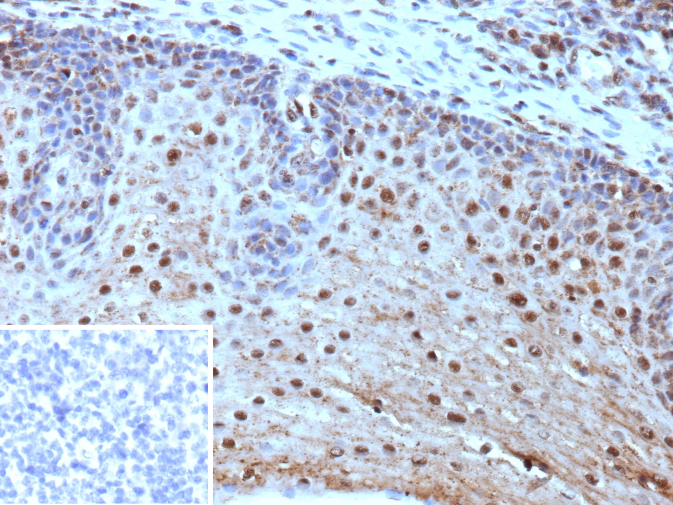 HLA-E Antibody (HLAE/9468) - Azide and BSA Free
