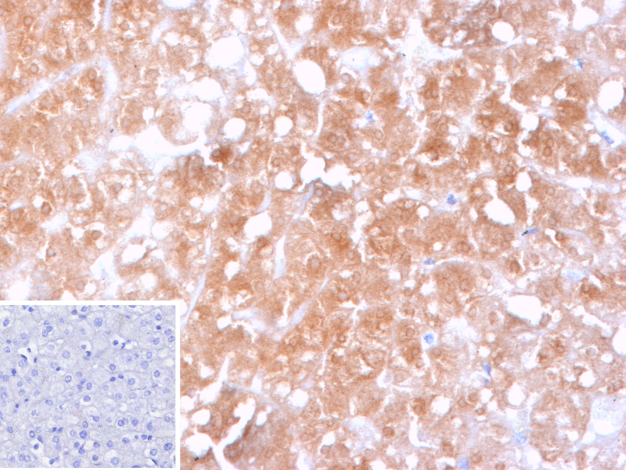 Cytochrome P450 2C9 Antibody (CYP2C9/13121) - Azide and BSA Free