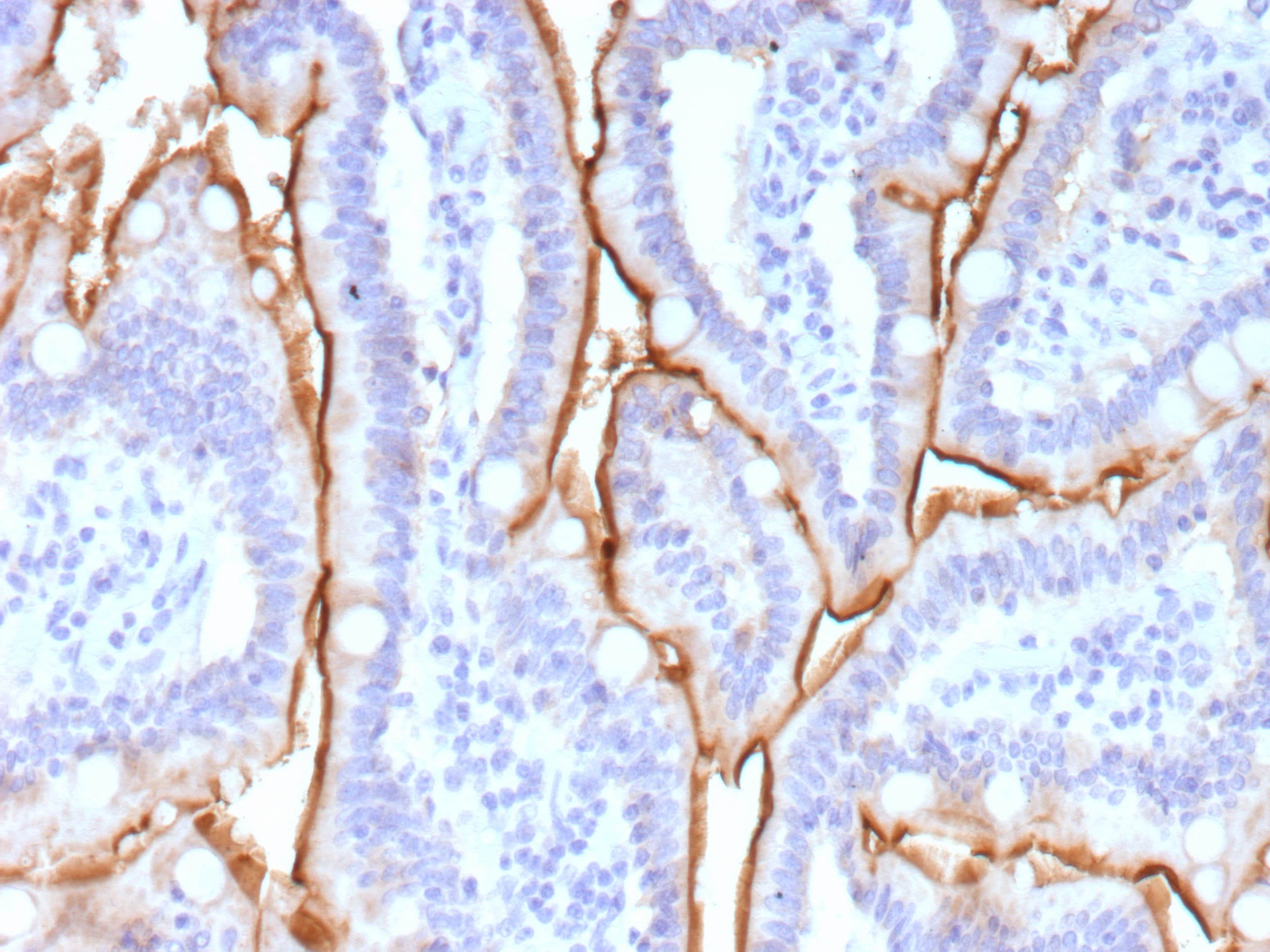 MUC13 Antibody (MUC13/13113) - Azide and BSA Free