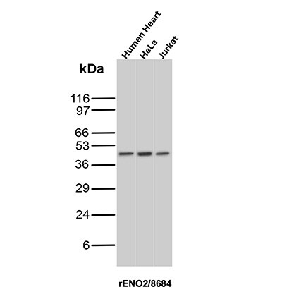 Enolase 2/Neuron-specific Enolase Antibody (rENO/8684) - Azide and BSA Free