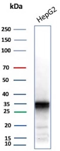 Aldo-keto Reductase 1C1/AKR1C1 Antibody (AKR1C1/9062) - Azide and BSA Free