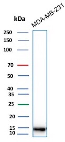 Histone H3.1 [p Ser10] Antibody (rHH3/9924) - Azide and BSA Free