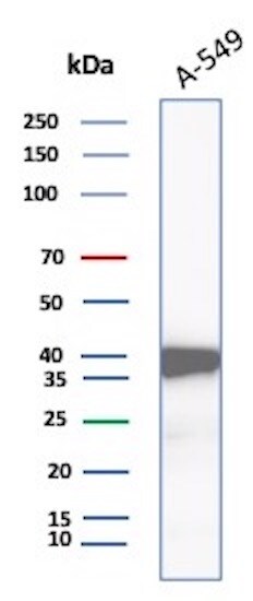 Aldo-keto Reductase 1C1/AKR1C1 Antibody (AKR1C1/9318) - Azide and BSA Free