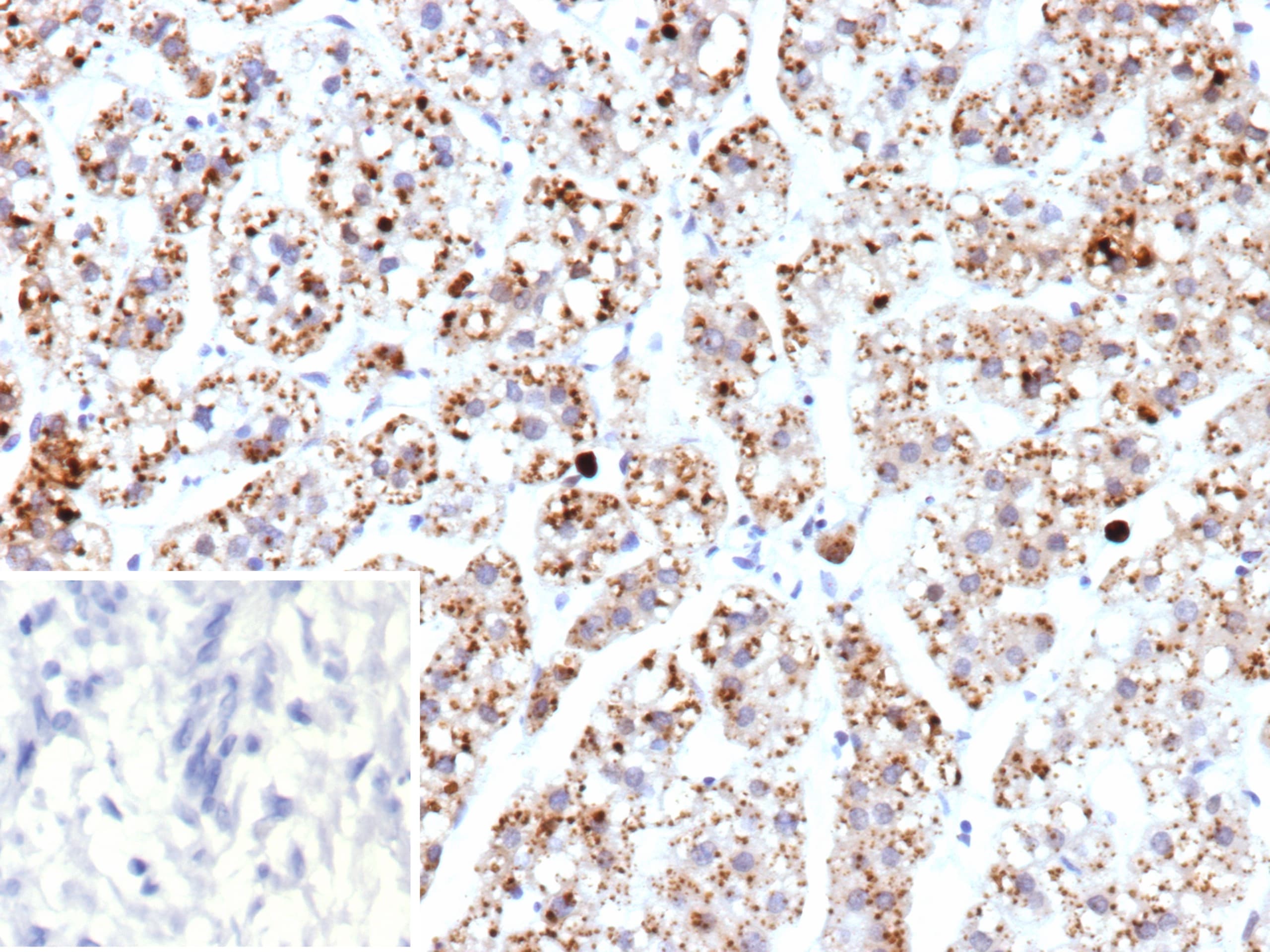 mtTFA Antibody (TFAM/9713) - Azide and BSA Free