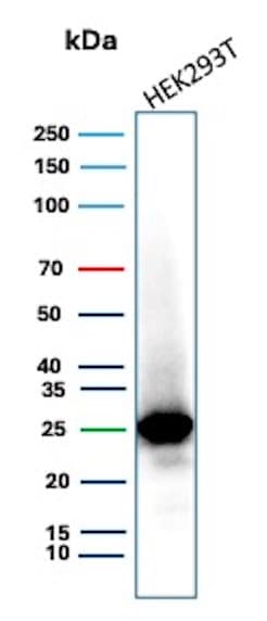 mtTFA Antibody (TFAM/9713) - Azide and BSA Free