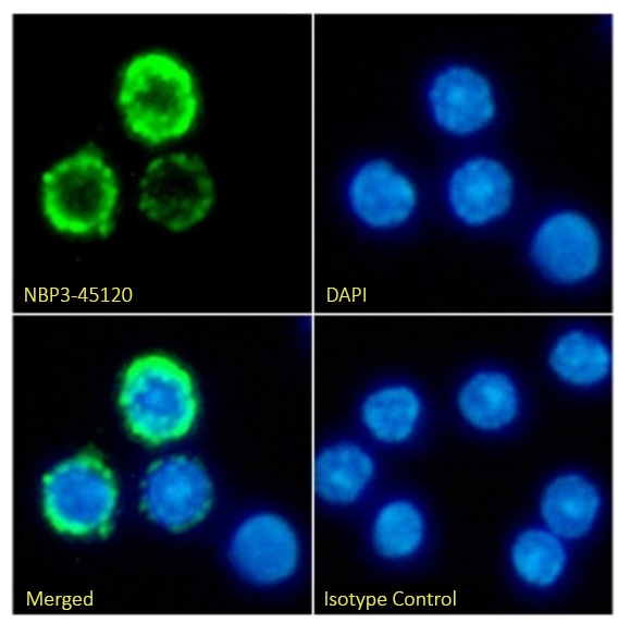 MHC Class II Antibody (A6-61.3) - BSA Free MHC Class II Antibody (A6-61.3) - BSA Free