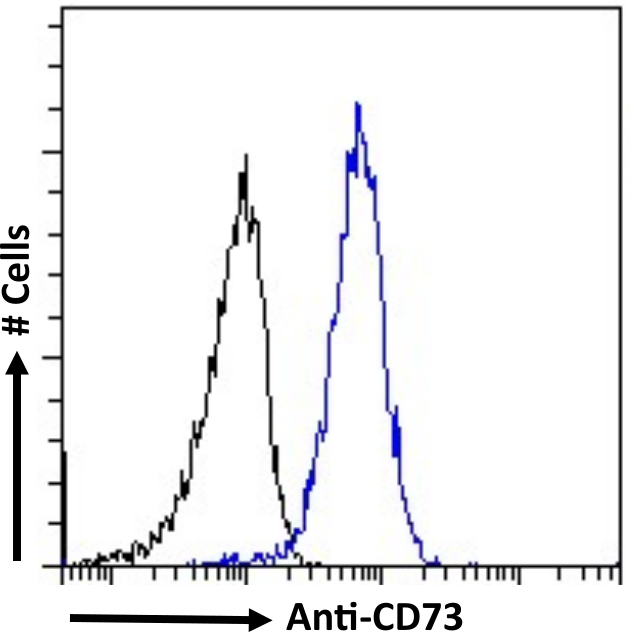 5'-Nucleotidase/CD73 Antibody (1E9) - Chimeric - BSA Free 5'-Nucleotidase/CD73 Antibody (1E9) - Chimeric - BSA Free