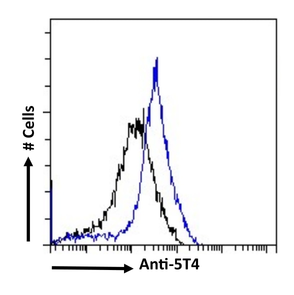 5T4 Antibody (12B12C7C3) - Chimeric - BSA Free 5T4 Antibody (12B12C7C3) - Chimeric - BSA Free