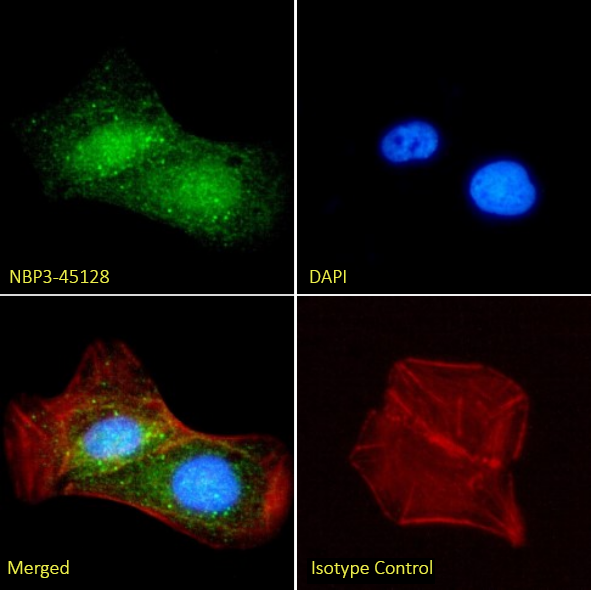 DLL3 Antibody (SC16.15) - Chimeric - BSA Free DLL3 Antibody (SC16.15) - Chimeric - BSA Free
