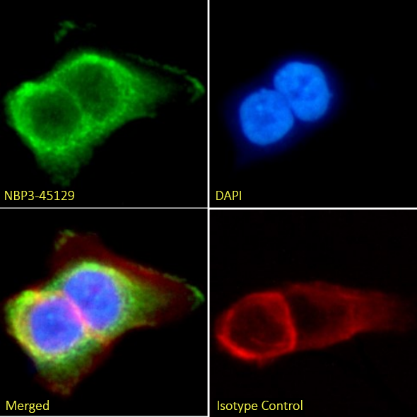 CD155/PVR Antibody (SKII.4) - Chimeric - BSA Free CD155/PVR Antibody (SKII.4) - Chimeric - BSA Free